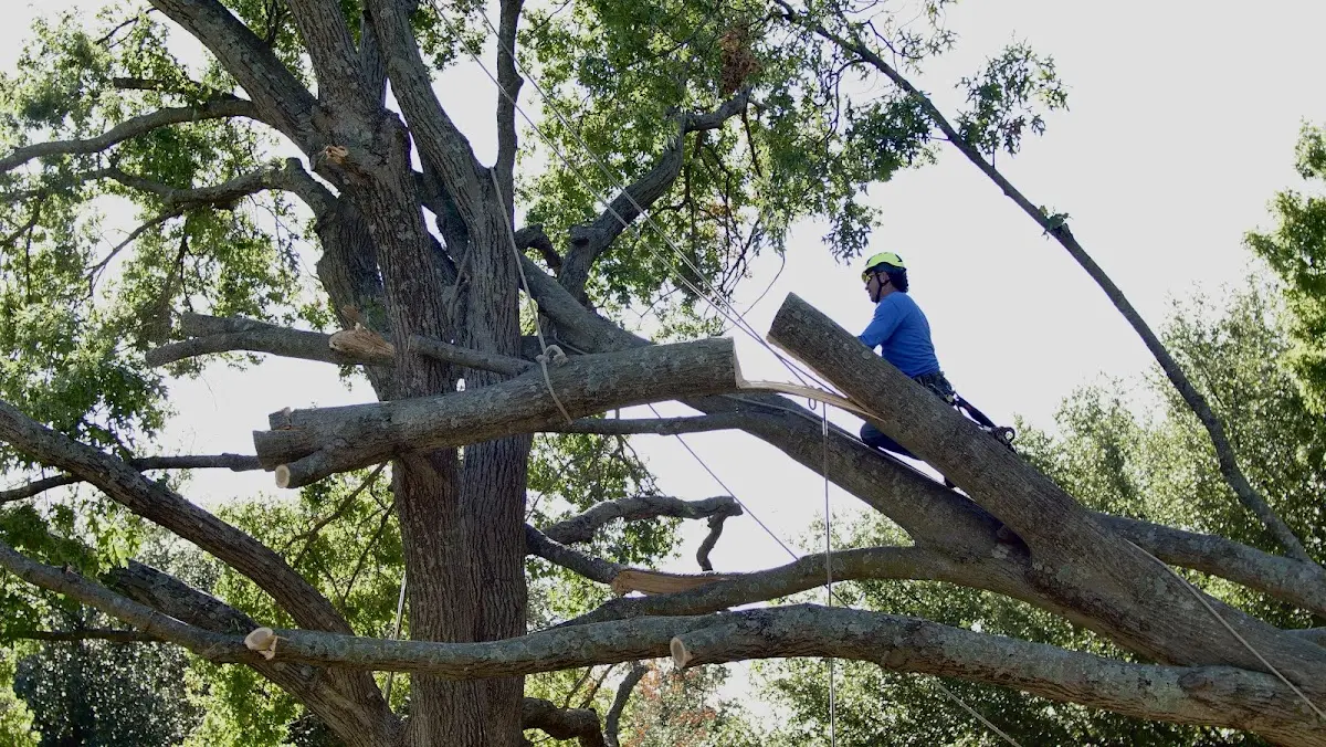 Professional Crown Thinning performed by certified arborists in Marcus Hook